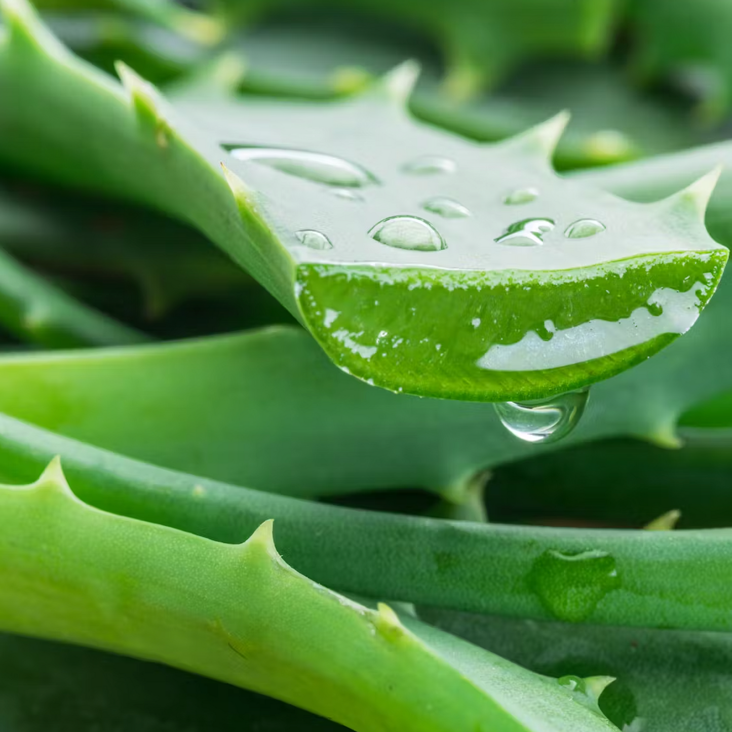 Aruba Aloe Discovery Set EVA