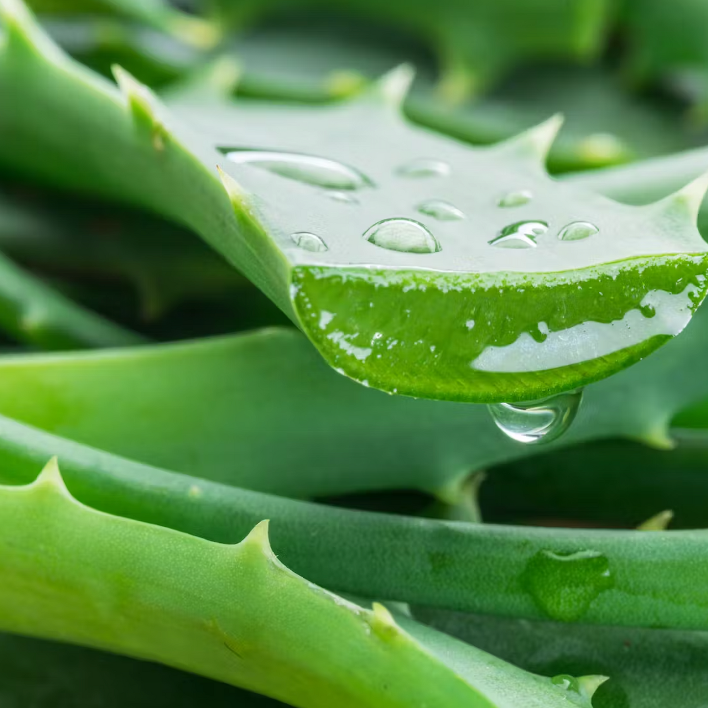 Aruba Aloe Mini Hand Care Set